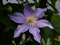 Clematis Justa IMG_4419 Powojnik